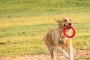 了解你的金毛犬（探究金毛犬的习性与个性特点，让你成为它最好的主人）