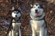 如何训练哈士奇，让它成为听话的宠物犬（培养哈士奇良好行为的关键技巧与方法）
