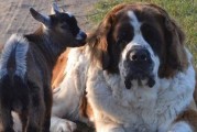如何科学饲养圣伯纳犬？（了解养犬的技巧与方法，为宠物健康生活保驾护航）