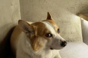 狗狗身上为何会有臭味？（深入探究狗狗身上的臭味来源及解决方法）