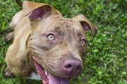 比特犬训练与测试（培养宠物比特犬的品质，测试它们的能力）