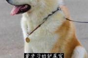 饲养秋田犬的正确方法（从幼犬到成犬，打造健康快乐的宠物生活）