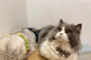 宠物猫的饮食指南（健康营养全面，享受美食生活）