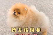 如何科学喂养6个月大的博美犬（掌握喂狗狗的技巧，让它健康成长）