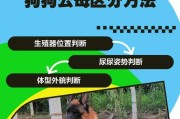 母狗生小狗的间隔时间有多久？（了解母狗生育周期的重要性和影响因素）