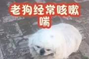 揭秘狗狗喘气特别粗的原因及其重要性（呼吸系统异常引发的狗狗喘气特别粗，不只是散热问题）