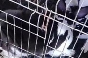 兔子的配种时机及注意事项（兔子配种的最佳时间、繁殖前的准备工作及饲养要点）