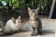 选择适合家庭的便宜又乖的猫