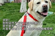 为什么狗狗突然不吃食？（探寻狗狗不食的原因及应对方法。）