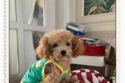 犬瘟传染周期解析（揭开狗狗犬瘟传染的神秘面纱）