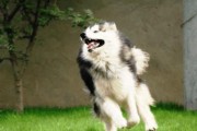 如何修剪宠物犬的毛发——以阿拉斯加雪撬为例（掌握正确方法，让你的宠物变得更可爱）