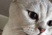 猫的散热机制（探索猫咪如何适应高温环境的散热方式）