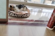 为什么狗狗喜欢睡窝（探寻狗狗睡窝的原因及影响）