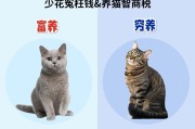 新手养猫基础知识（适宜的猫粮量和喂养频率）