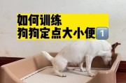 狗狗室内定点大小便训练的两种方法（培养良好习惯让狗狗居家更舒适）