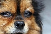 狗狗弓形体病——症状、治疗及预防（了解狗狗弓形体病，保护我们的爱宠健康）