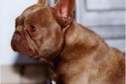 斗牛犬——一个可爱、忠诚又勇敢的宠物选择（以斗牛犬什么价位为主题的探讨及购买建议）