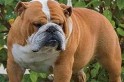 斗牛犬（探索斗牛犬的品种特点、历史背景和培养方式）