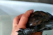 以草龟能和其他龟类繁殖的研究与保护（探索草龟能和其他龟类繁殖的关键因素及保护措施）