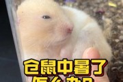 救助中暑的仓鼠（应对仓鼠中暑的有效方法和护理措施）