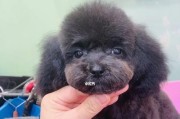 泰迪狗狗脚底毛的修剪（让您的宠物更健康、更舒适）