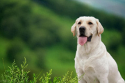 如何挑选一只健康的拉布拉多幼犬？拉布拉多幼犬避坑指南