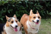 如何轻松养好你的柯基犬（以宠物为主，用心宠爱你的小可爱）