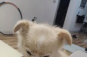 狗是人类最忠诚的伴侣（揭开狗与人之间深厚的情感纽带）