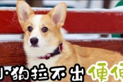 小狗为什么无法拉出来？（探究小狗排便困难的原因及解决方法）