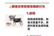 雪纳瑞为何易患结石？（探究雪纳瑞患结石的原因与预防措施）