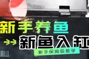 以鱼入缸前的准备工作——打造理想鱼缸生活（从容面对饲养前的一切，让鱼儿们健康快乐的成长）