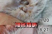 猫咪耳朵清洗的重要性（了解猫咪耳朵清洗的费用和必要性）