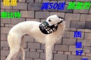 如何训练灵织犬——提高宠物智商（以正面激励为主，让你的犬狗变聪明）