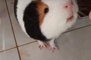 荷兰猪为何会发出叫声？（探究荷兰猪叫声的原因和意义）