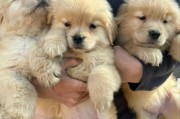 如何给两个月大的金毛幼犬提供健康饮食（科学喂养让金毛宝宝茁壮成长）