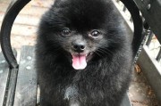 探索黑色长毛犬的魅力——一种神秘而优雅的伴侣（黑色长毛犬）