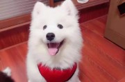 以萨摩幼犬的饮食需求与选择（了解以萨摩幼犬的饮食规律，给予科学合理的营养补充）