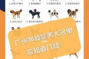 如何科学地养护你的杜高犬（从营养、锻炼、训练到健康，打造宠物犬的完美生活）