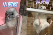 狗咬分娩的预兆及其重要性