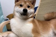 探寻以胡子长的犬的独特之处（解析胡子长的犬的特征和习性，发现其与其他犬类的差异）