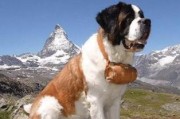 纽芬兰犬的饲养方法（让你的纽芬兰犬健康成长）