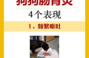 预防肠胃炎，狗狗该吃什么？（如何保护狗狗的消化系统健康）