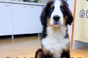 狗狗的饮食频率与肉类摄入（合理的肉类喂养对狗狗健康的重要性）