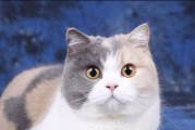 探寻英短猫最迷人的毛色之美（从经典黑白到迷人银渐层，英短猫的毛色魅力无限）