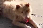 狗舔你手，意味着什么？（探索狗的舔手行为的内涵及意义）