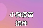 狗疫苗接种后出门时间安排（疫苗接种后狗狗需要的观察和防护措施）