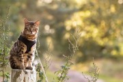 猫咪搭乘交通工具的奇趣之旅（猫咪的冒险旅程揭秘）