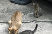 以想养流浪猫为主题的注意事项（如何做好流浪猫的救助和领养？）