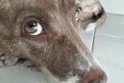 狗狗犬瘟的症状与防治方法（了解犬瘟，保护我们的毛孩）