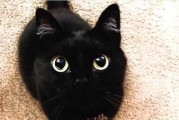 黑猫是什么颜色的？（探究黑猫的基因与外貌）